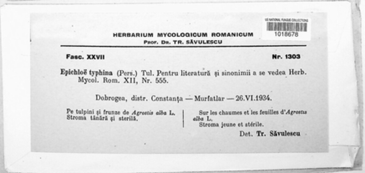 Epichloe typhina image